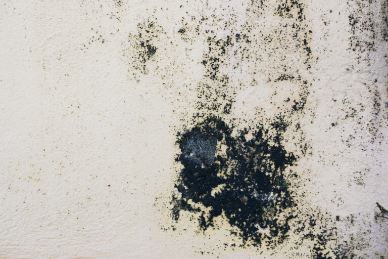 Black Mold
