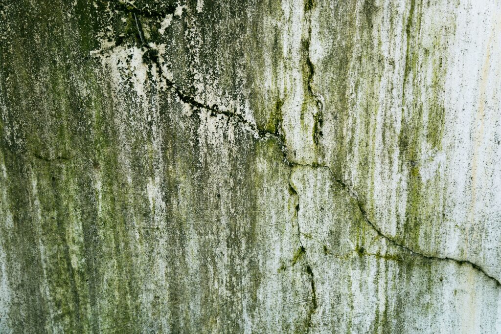 Mold Remediation Cost in Long Island NY