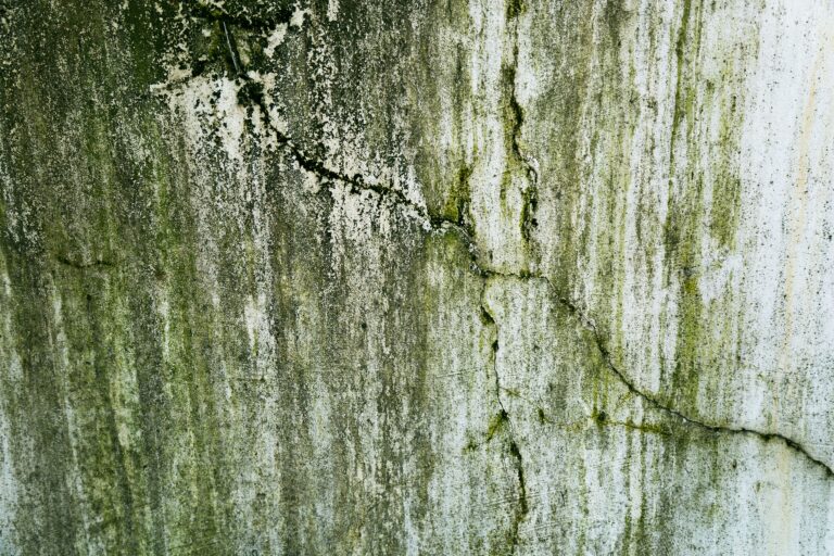 Mold Remediation Cost in Long Island NY